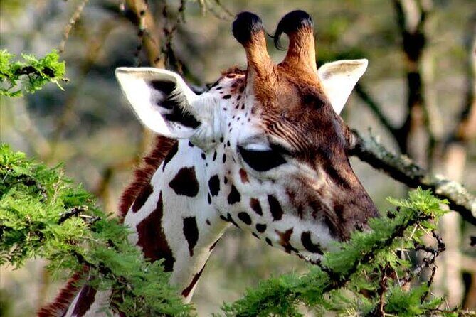 2-Day Wildlife Safari in Lake Mburo National Park - Wildlife expectations: what you can realistically hope to spot