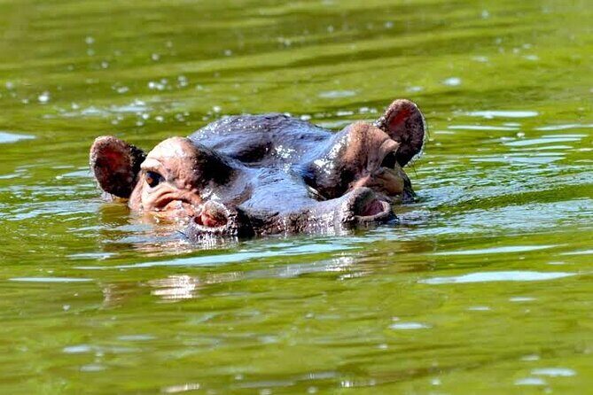 2-Day Wildlife Safari in Lake Mburo National Park - Who this safari suits best