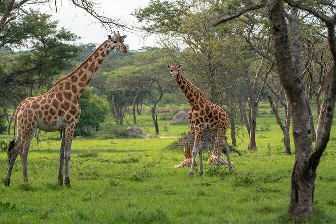 2-Day Wildlife Safari in Lake Mburo National Park - Day 1 in Lake Mburo: guided nature walk and a night game drive