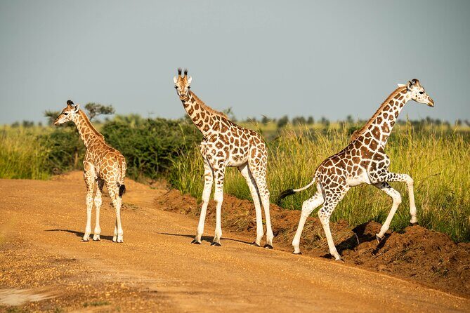 2 Days Budget Safari to Murchison Falls National Park - Quick Hits: What Makes This Safari Work