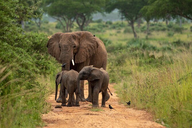 2 Days Budget Safari to Murchison Falls National Park - Murchison Falls in 48 Hours: A Fast, Wildlife-First Plan