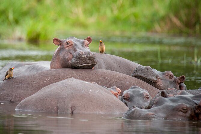 2 Days Budget Safari to Murchison Falls National Park - Evening Game Drive and Lodge Night: Where the Wildlife Pace Changes