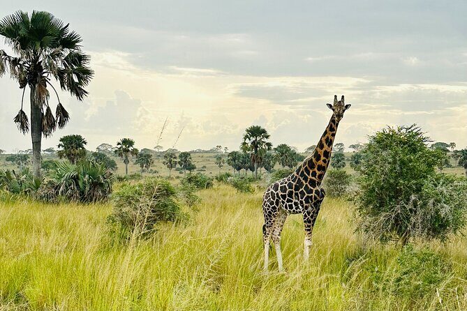 2 Days Budget Safari to Murchison Falls National Park - Top of the Falls: Seeing the Nile Squeeze Through an 8-Meter Gorge
