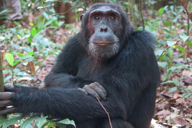 2 Days Chimpazee Safari In kibale Forest Park Uganda. - Key things to know before you go