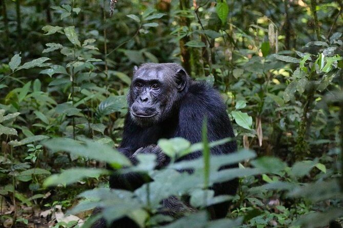 2 Days Chimpazee Safari In kibale Forest Park Uganda. - From Kampala to Kibale: the Fort Portal drive that sets the mood