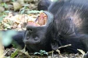 2 Days Chimpazee Safari In kibale Forest Park Uganda. - Day 1 in Kibale: crater lakes views or a community walk