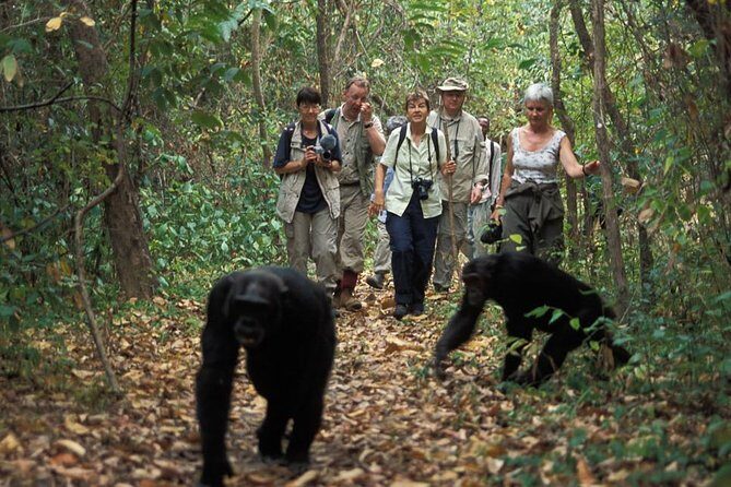 2 Days Chimpazee Safari In kibale Forest Park Uganda. - Kanyanchu Tourist Centre briefing at 08:00 and the chimp trek rhythm