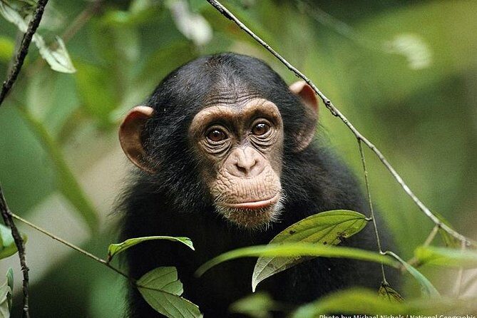 2 Days Chimpazee Safari In kibale Forest Park Uganda. - Price and value: what you’re really paying for at $1,850 per person