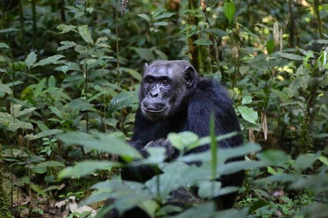 2 Days Chimpazee Safari In kibale Forest Park Uganda. - Private guide attention and the pace you should expect