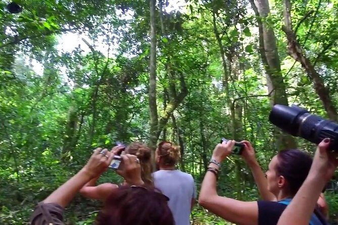2 Days Chimpazee Safari In kibale Forest Park Uganda. - A note from past experience: ask about the final chimp plan