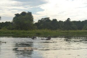 2 Days Family Safari to Murchison Falls Park Uganda - Ziwa Rhino Sanctuary: White Rhino Tracking Up Close
