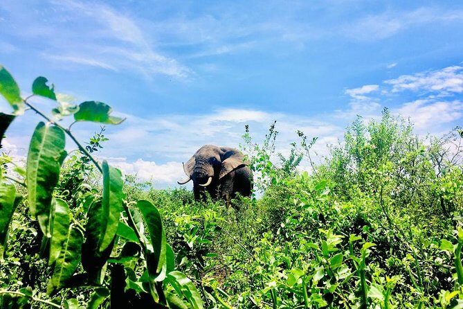 2 Days Family Safari to Murchison Falls Park Uganda - The Nile’s 7-Meter Throat and 43-Meter Drop