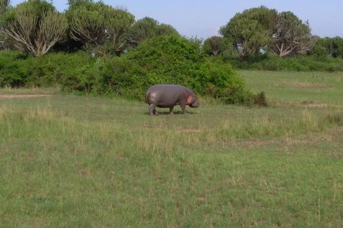 2 Days Family Safari to Murchison Falls Park Uganda - Day 2 in Murchison Falls: Delta Game Drive and Big Bird Energy