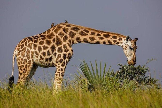 2 Days Family Safari to Murchison Falls Park Uganda - What the Included Lodge Time Really Means