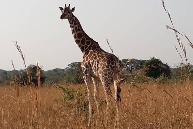 2 Days Family Safari to Murchison Falls Park Uganda - Who This Family Safari Suits Best