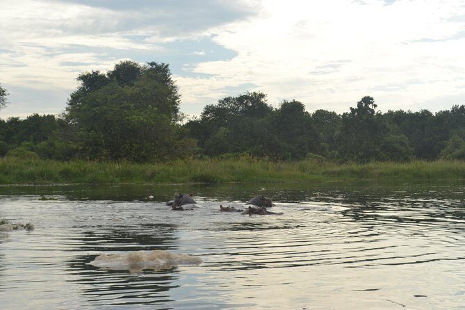 2 Days Family Safari to Murchison Falls Park Uganda - Ziwa Rhino Sanctuary: White Rhino Tracking Up Close