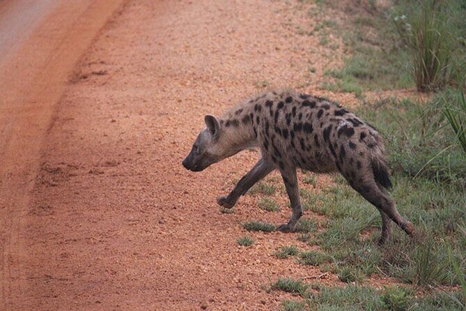 2 days Murchison Falls and Wildlife Game Viewing - Day 2: 6:00 Coffee, 6:30 Game Drive, Breakfast, and Back to Kampala