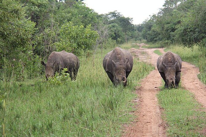 2 days Murchison Falls and Wildlife Game Viewing - Optional Rhinos: Rhino Fund Uganda and the Ziwa Rhino Sanctuary Stop
