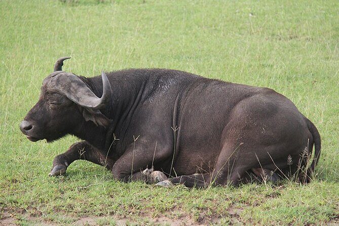 2 days Murchison Falls and Wildlife Game Viewing - Guides and Wildlife Spotting: What the Strongest Reviews Point To