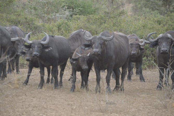 2 days Murchison Falls and Wildlife Game Viewing - Cost and Value: Is $690 per Person Worth It?