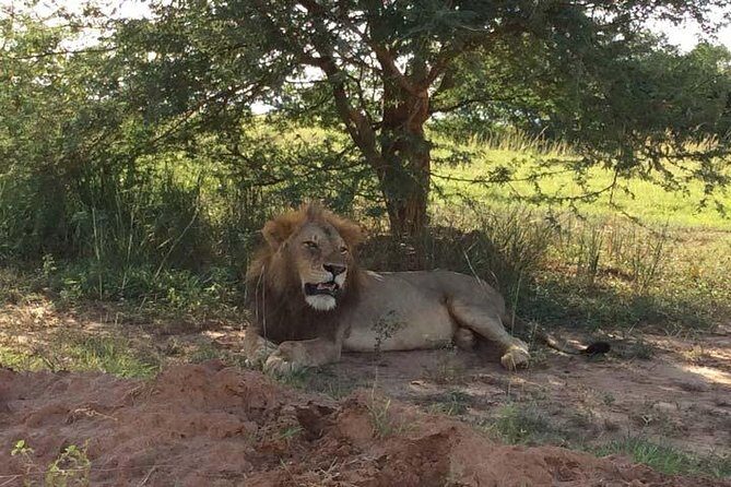 2 days Murchison Falls and Wildlife Game Viewing - Day 1: Drive Into the Park, Lunch, Boat to the Falls, Evening Game Drive
