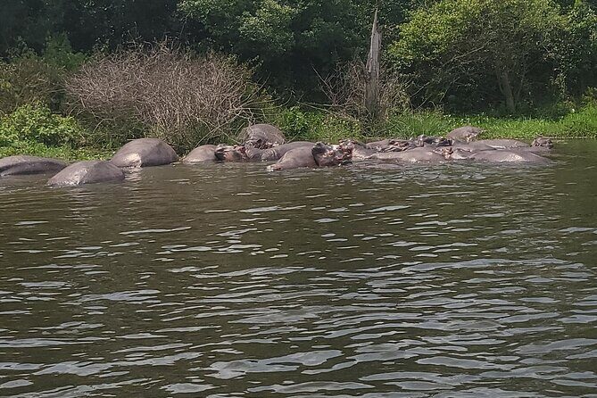 2 Days Murchison Falls Park Vacation - Pickup, timing, and what a full day really means