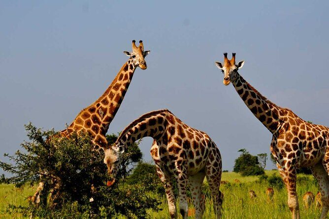 2 Days Murchison Falls Park Vacation - Ziwa Rhino Tracking at Rhino Fund Uganda: how the experience feels