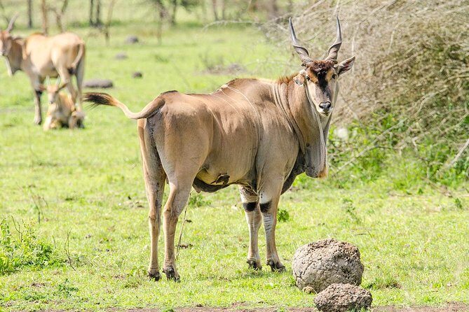 2 Days Popular Safari to Lake Mburo National Park - Why Lake Mburo Works Best on a 2-Day Schedule