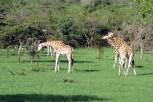 2 Days Popular Safari to Lake Mburo National Park - 6:30am Pickup From Kampala and How the Day Gets Packed