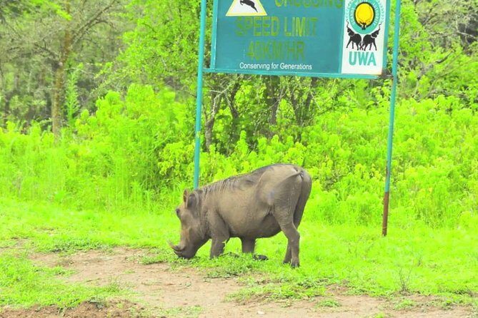 2 Days Popular Safari to Lake Mburo National Park - Entering Through Nshara Gate: First Game Drive, First Wildlife Odds
