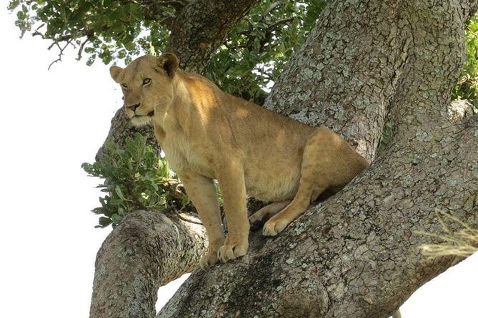 2 Days Popular Safari to Lake Mburo National Park - Day 2 Early Drive and the Return to Kampala by Evening