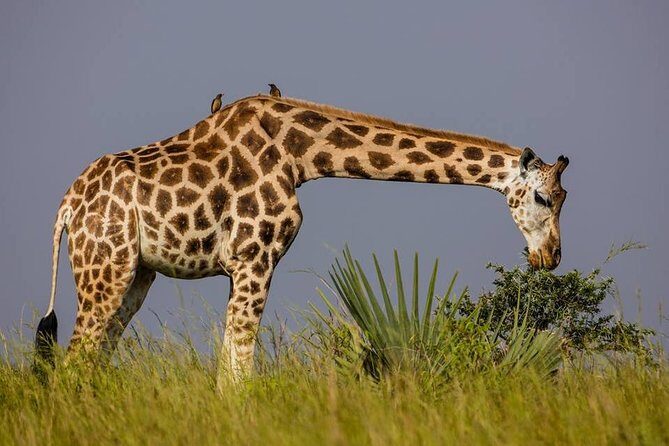 2 Days Popular Safari to Lake Mburo National Park - Price and Logistics: Is $1,250 Good Value Here?