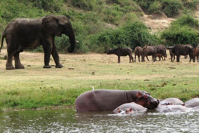 2 Days Safari To Queen Elizabeth National Park with Cruise - The Kampala-to-park drive: why the early start matters