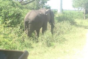 2 Days Safari To Queen Elizabeth National Park with Cruise - Day 1: arriving ready for the Kazinga Channel cruise