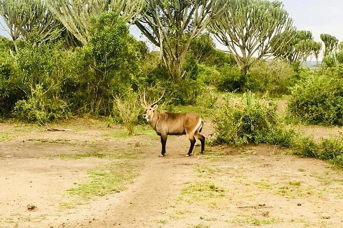 2 Days Safari To Queen Elizabeth National Park with Cruise - Mpambire Drum Centre: culture between wildlife sightings