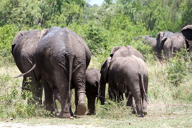 2 Days Safari To Queen Elizabeth National Park with Cruise - Dress code and what to pack for two safari days