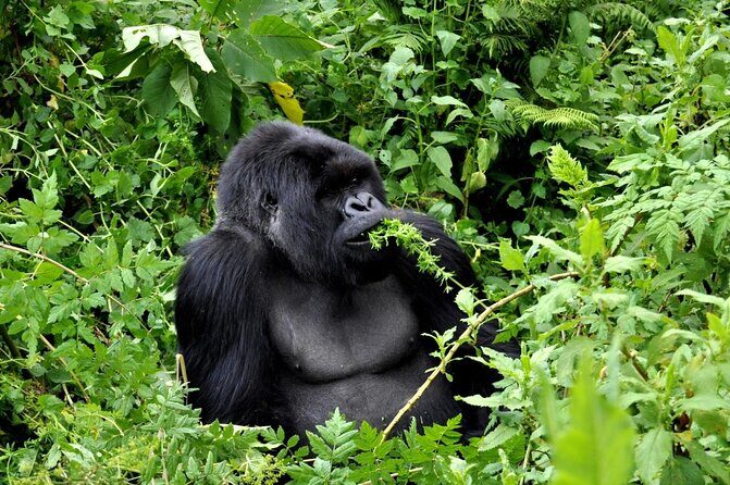 25 day uganda Rwanda kenya and Tanzania safari Zanzibar inclusive - Key things to know before you go