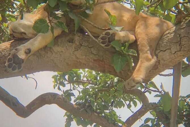 25 day uganda Rwanda kenya and Tanzania safari Zanzibar inclusive - Kigali Genocide Memorial and golden monkey tracking: Rwanda beyond wildlife