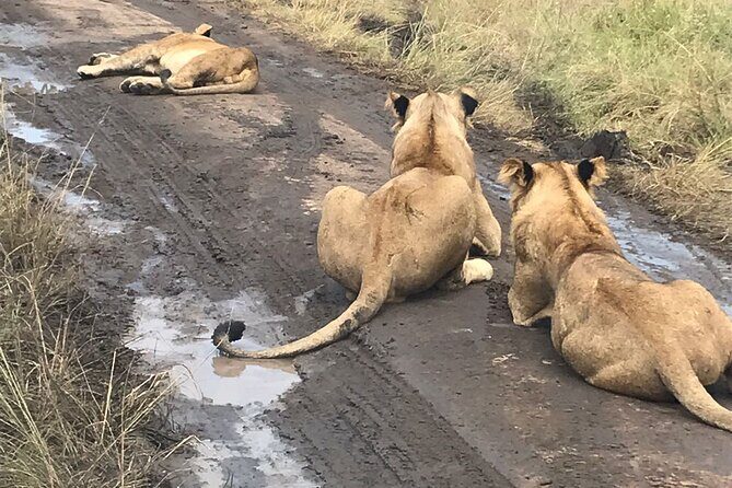 25 day uganda Rwanda kenya and Tanzania safari Zanzibar inclusive - Amboseli and Lake Nakuru: Kilimanjaro when clouds cooperate, flamingos that steal the show