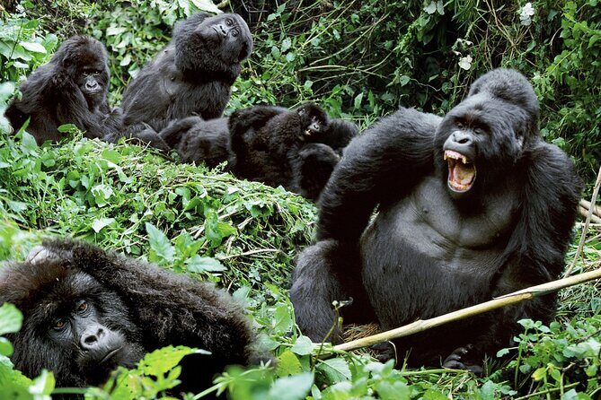 3-Day Climax Guided Gorilla Trekking Mist and Batwa Safari - Where the Batwa safari fits in (and what to confirm)