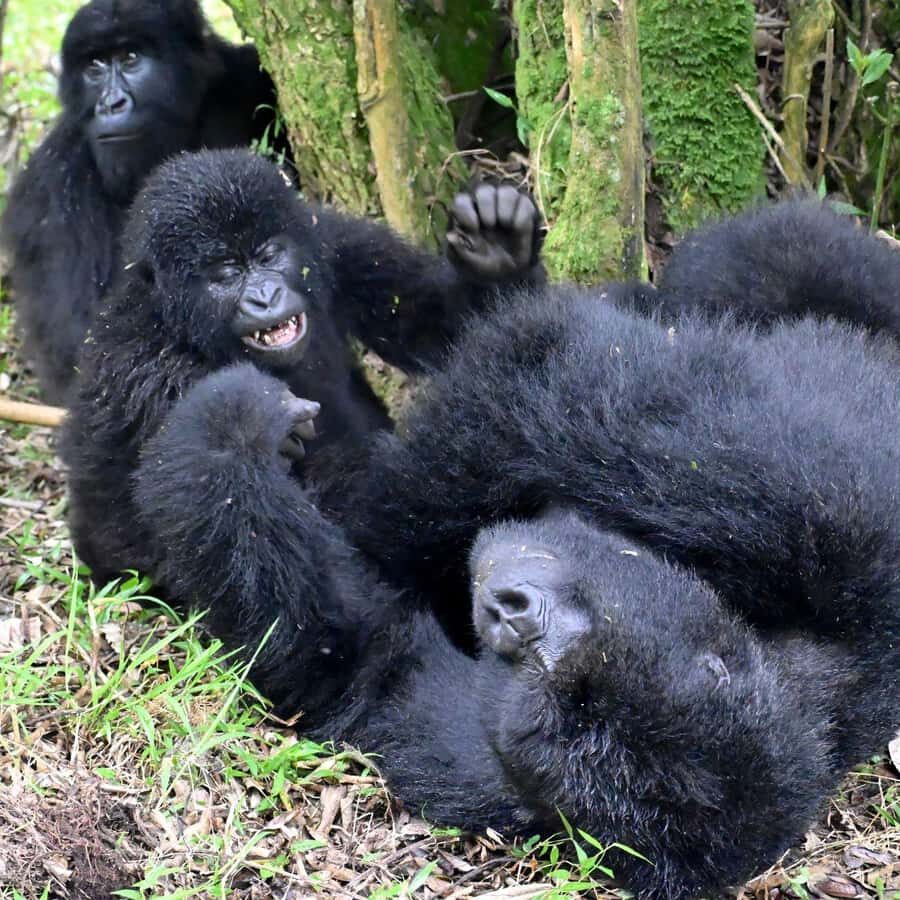 3-Day Gorilla Experience In Uganda - Key Highlights Worth Getting Excited About
