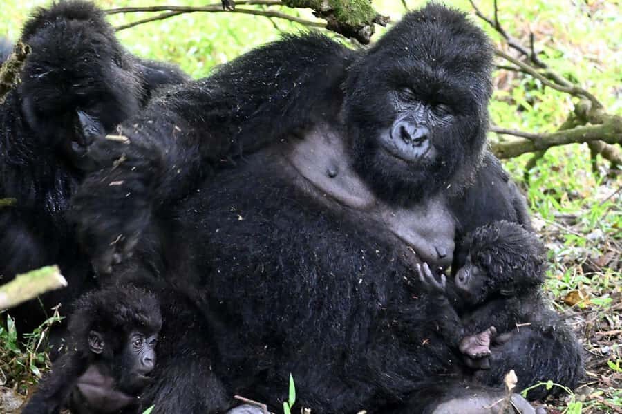 3-Day Gorilla Experience In Uganda - Gorilla Trek and Lake Bunyonyi in 3 Days: How the Trip Feels