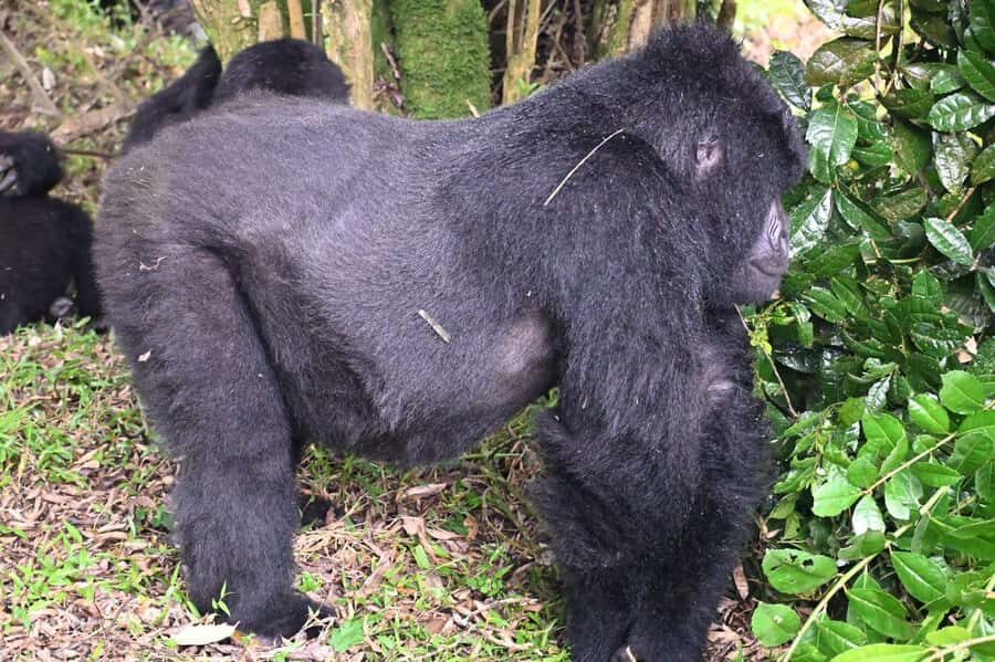 3-Day Gorilla Experience In Uganda - Day 1 in Bwindi: Bakiga Lodge and the Optional Batwa Community Experience