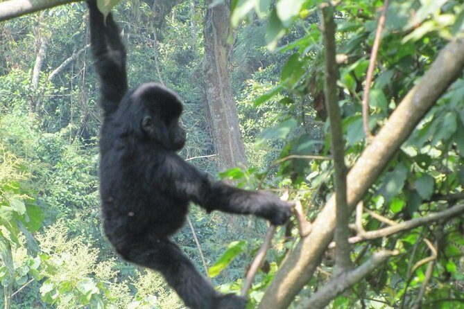 3-Day Gorilla Trekking Budget Safari in Uganda - What a 3-Day Bwindi Gorilla Trek Really Feels Like