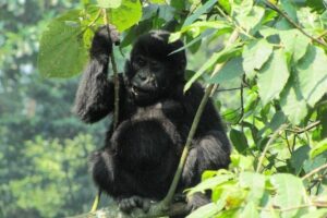 3-Day Gorilla Trekking Budget Safari in Uganda - Day 1 Entebbe to Bwindi: The Long Drive With Smart Breaks