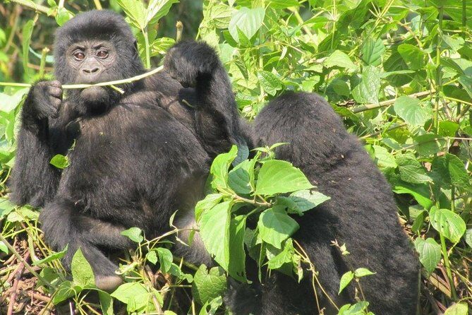 3-Day Gorilla Trekking Budget Safari in Uganda - Optional Day 1 and Day 3 Add-Ons: Lake Mutanda, Batwa Culture, Golden Monkeys
