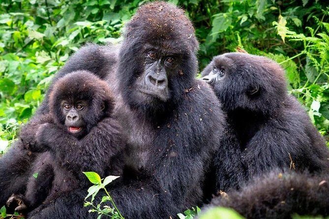 3-Day Gorilla Trekking Bunyonyi Mist Relaxation Safari - Day 1: Entebbe to Bwindi, with real travel scenery