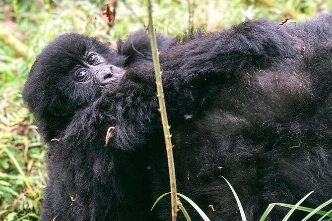 3 Day Gorilla Trekking Luxury Safari in Uganda - Day 2: Bwindi gate briefing, family assignment, then the trek day