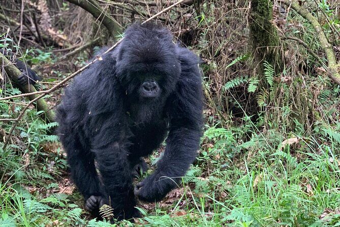 3 Day Gorilla Trekking Luxury Safari in Uganda - What’s actually included (and what you must budget for)
