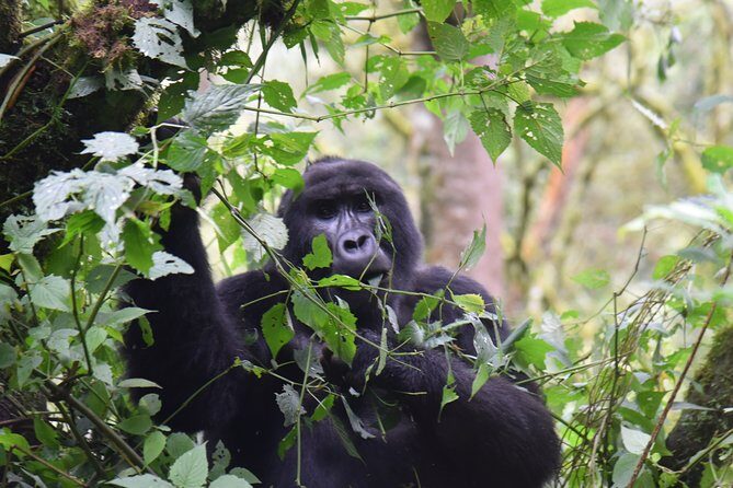 3-Day Gorilla Trekking safari in Bwindi Impenetrable Forest - Bwindi in 3 Days: What This Private Gorilla Trek Really Feels Like